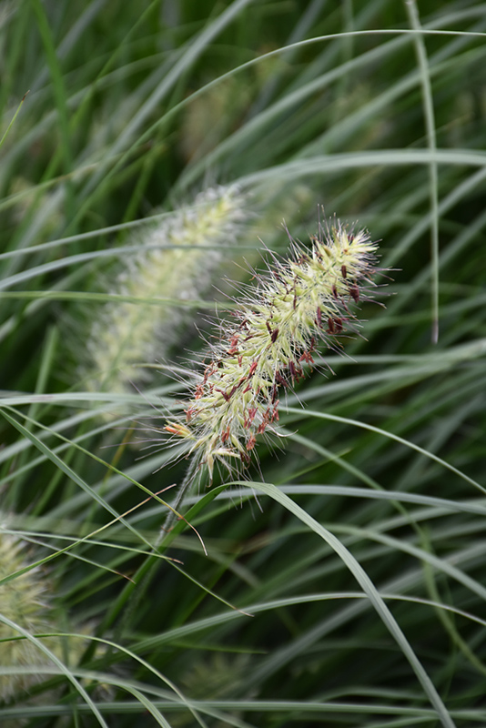 Little Bunny Dwarf Fountain Grass (Pennisetum alopecuroides 'Little Bunny') at Ray Wiegand's Nursery