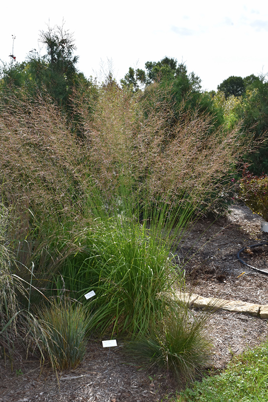 Skyracer Moor Grass (Molinia caerulea 'Skyracer') at Ray Wiegand's Nursery