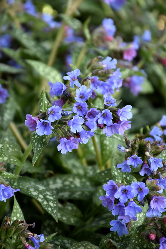 Trevi Fountain Lungwort (Pulmonaria 'Trevi Fountain') at Ray Wiegand's Nursery