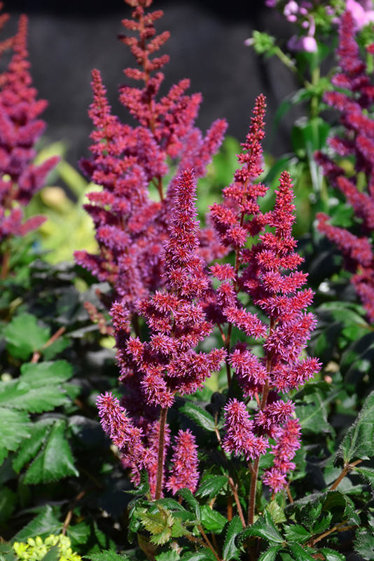 Visions in Red Chinese Astilbe (Astilbe chinensis 'Visions in Red') at Ray Wiegand's Nursery