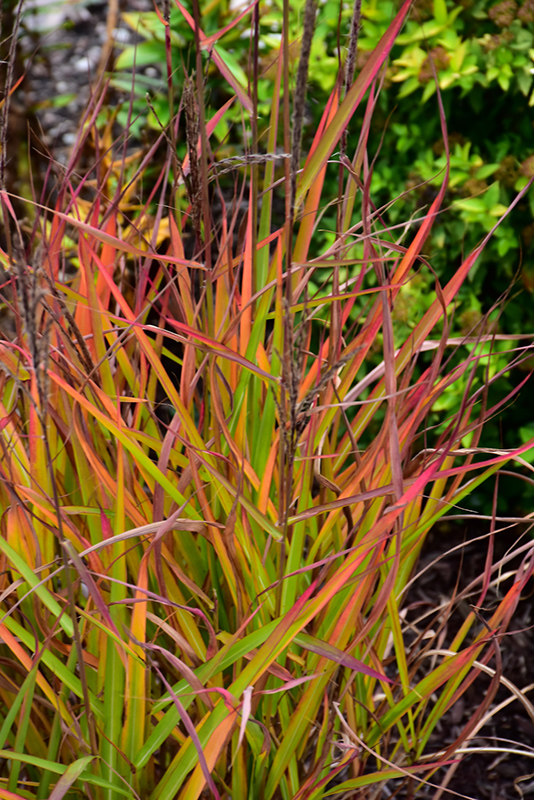 Flame Grass (Miscanthus sinensis 'Purpurascens') at Ray Wiegand's Nursery