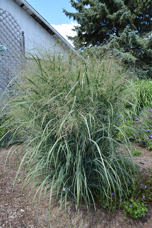 Northwind Switch Grass (Panicum virgatum 'Northwind') at Ray Wiegand's Nursery