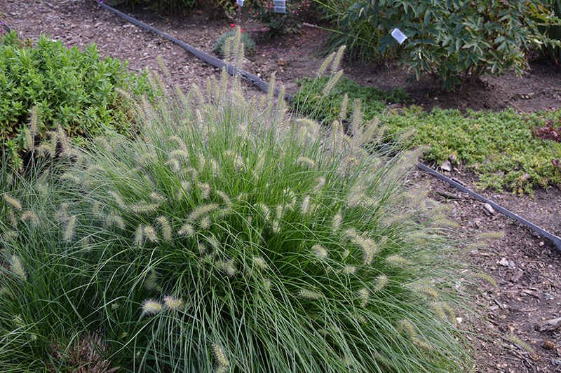 Little Bunny Dwarf Fountain Grass (Pennisetum alopecuroides 'Little Bunny') at Ray Wiegand's Nursery