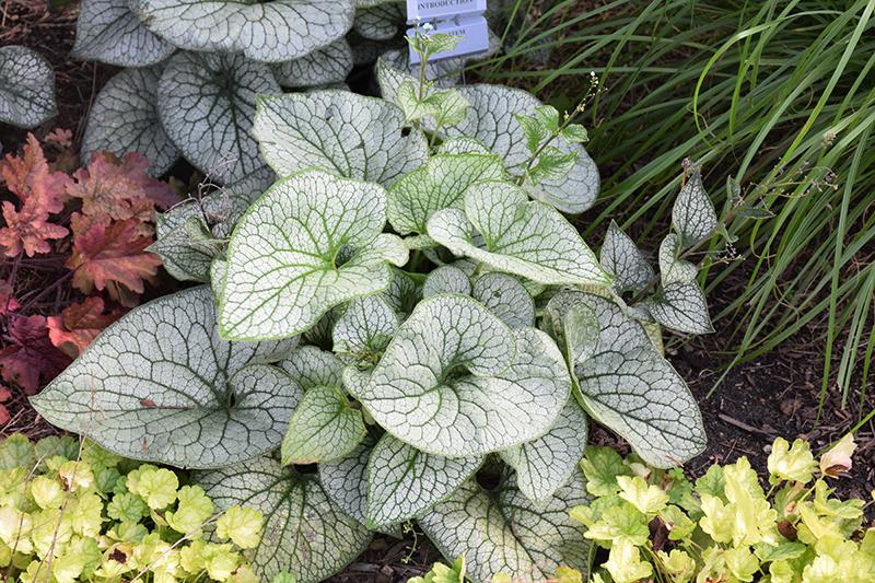 Queen of Hearts Bugloss (Brunnera macrophylla 'Queen of Hearts') at Ray Wiegand's Nursery
