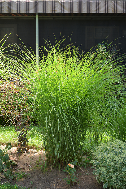 Gracillimus Maiden Grass (Miscanthus sinensis 'Gracillimus') at Ray Wiegand's Nursery