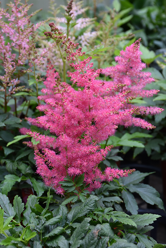Younique Cerise Astilbe (Astilbe 'Verscerise') at Ray Wiegand's Nursery
