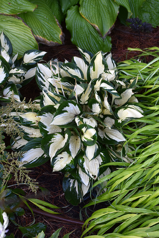Fire and Ice Hosta (Hosta 'Fire and Ice') at Ray Wiegand's Nursery