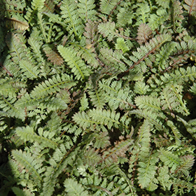 Plant Photo 8