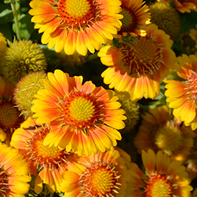 Arizona Apricot Blanket Flower Gaillardia x grandiflora Arizona