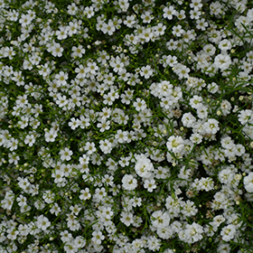 Gypsy White Baby's Breath (Gypsophila muralis 'Gypsy White') in