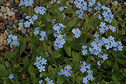 Are Forget Me Nots Poisonous? – The Garden Bug Detroit