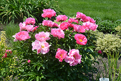 Double Pink Peony (Paeonia 'Double Pink') in Macomb, Michigan (MI) at Ray  Wiegand's Nursery