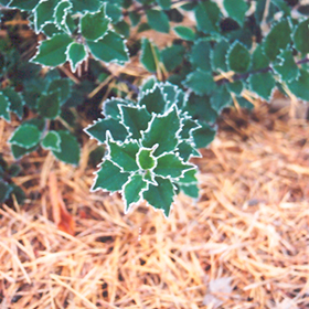 Plant Photo 6
